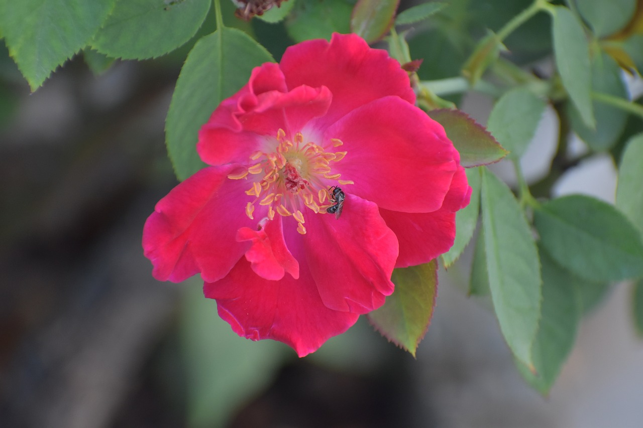 Image - rose honey bee bee on a flower