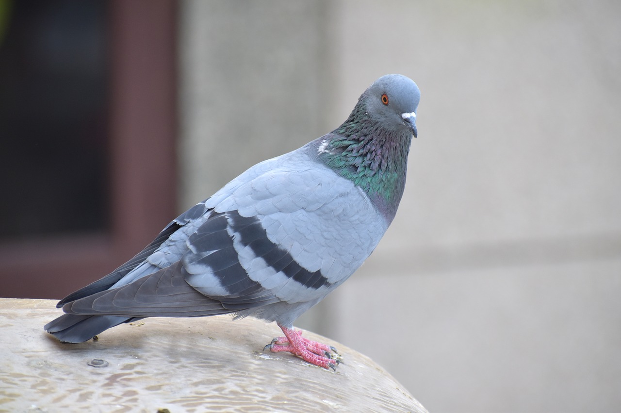 Image - homing pigeon pigeon