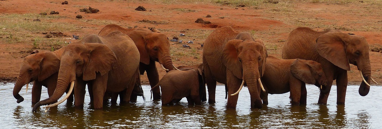 Image - elephants wild water hole