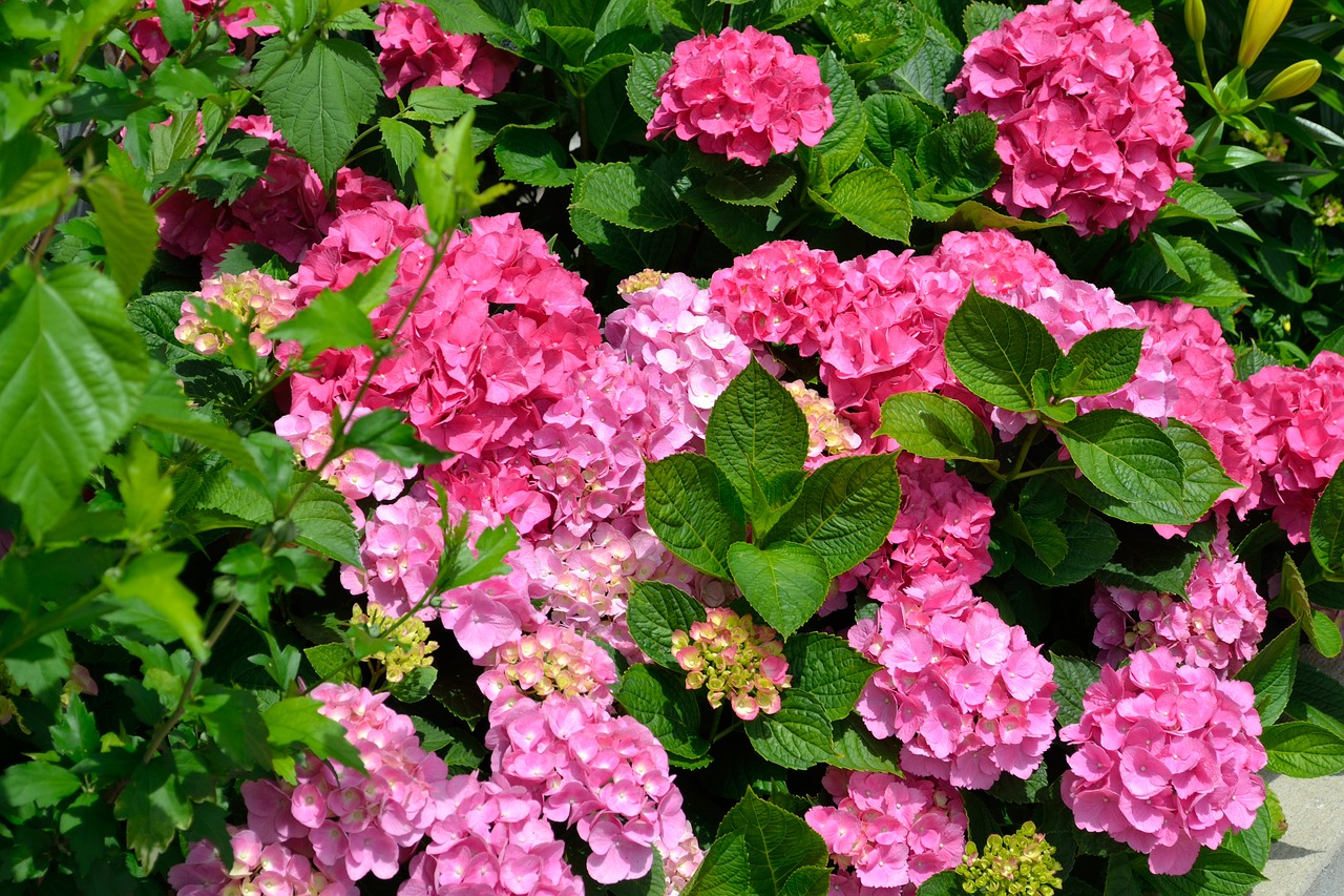 Image - purple flowers lavender flowers