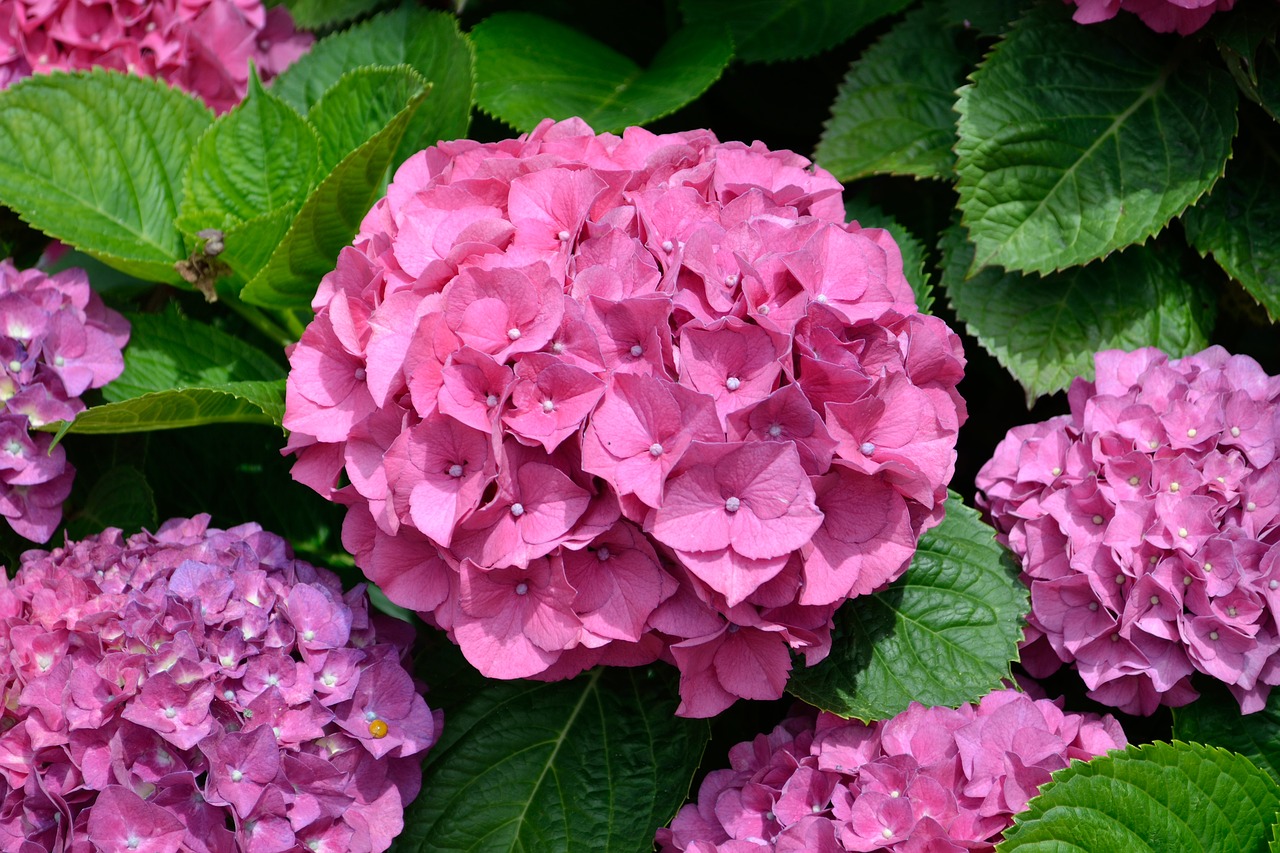 Image - purple flower flowers garden