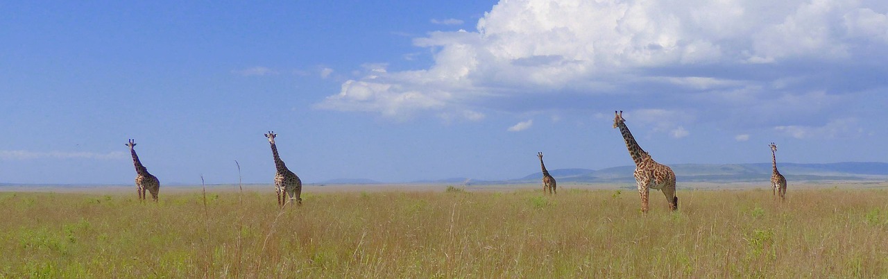 Image - african horizon reach for the sky