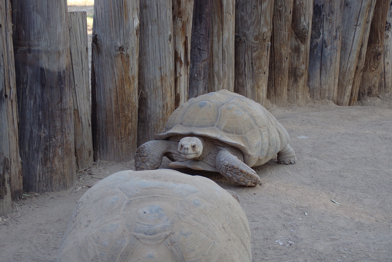 Image - tortoise reptile big and slow zoo