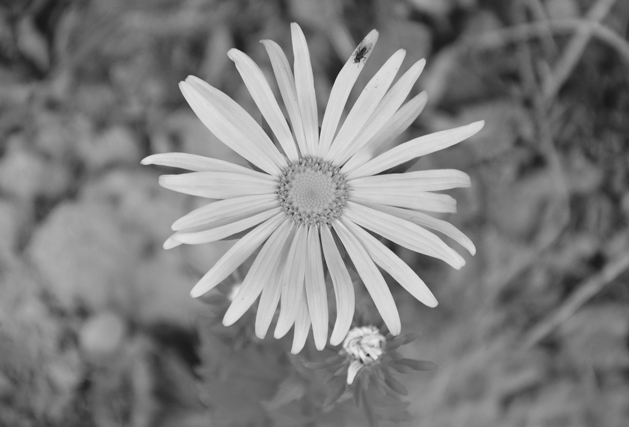 Image - flower flowers marguerite
