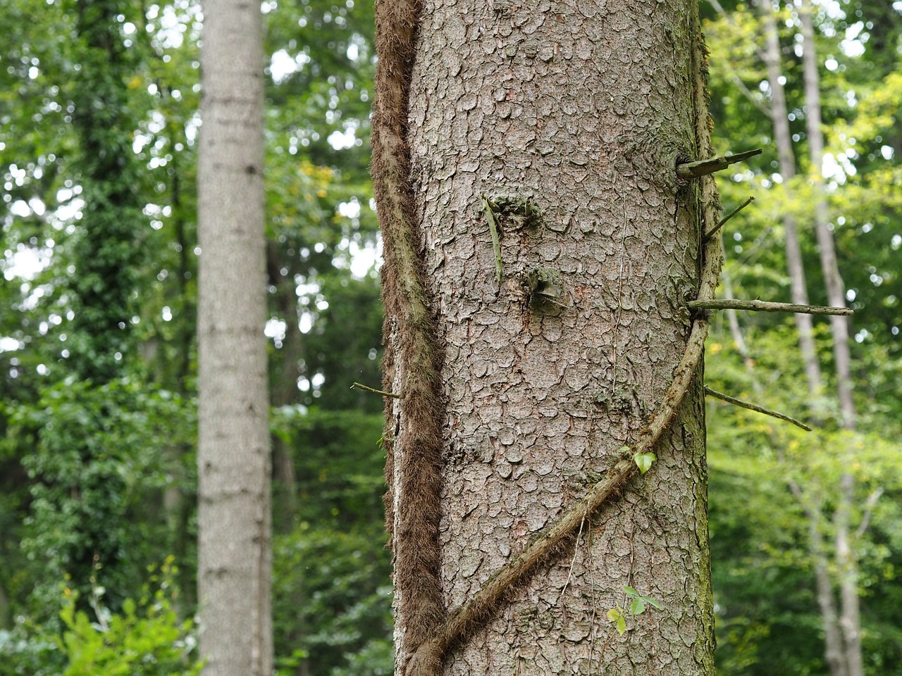 Image - overgrown nature moss green forest