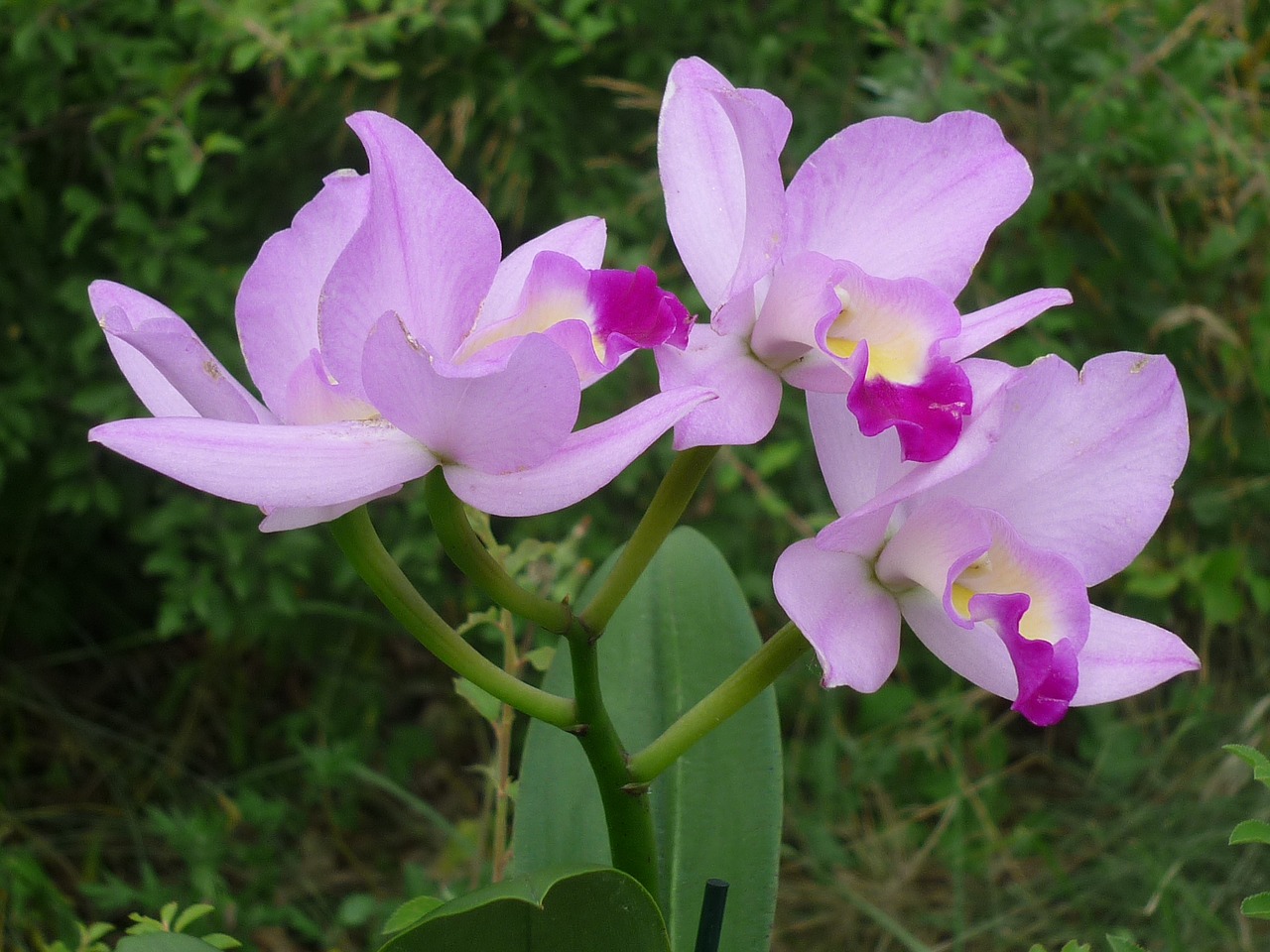 Image - cattleya orchid flower magnificent