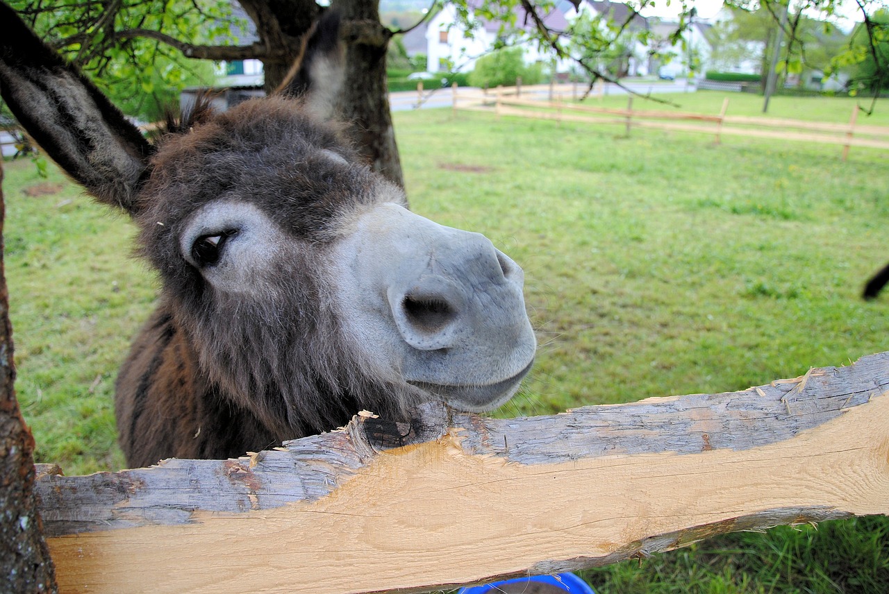 Image - donkey nature animal rural curious