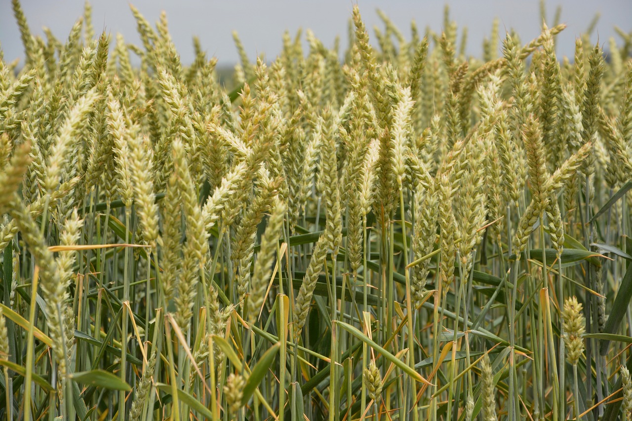Image - wheats culture harvest cereals