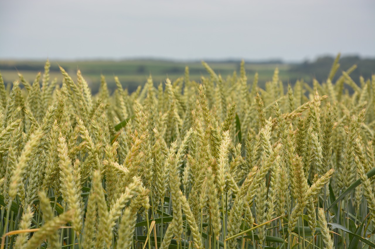 Image - wheats agricultural cultures