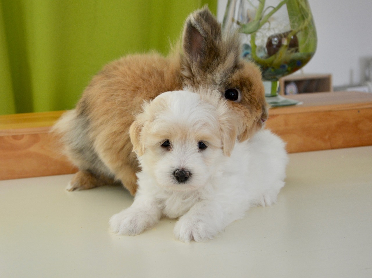 Image - hug rabbit dog cotton tulear pets