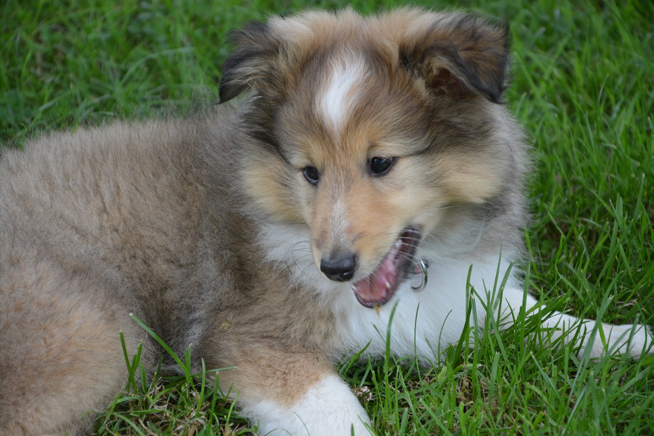 Image - puppy dog shetland sheepdog pup
