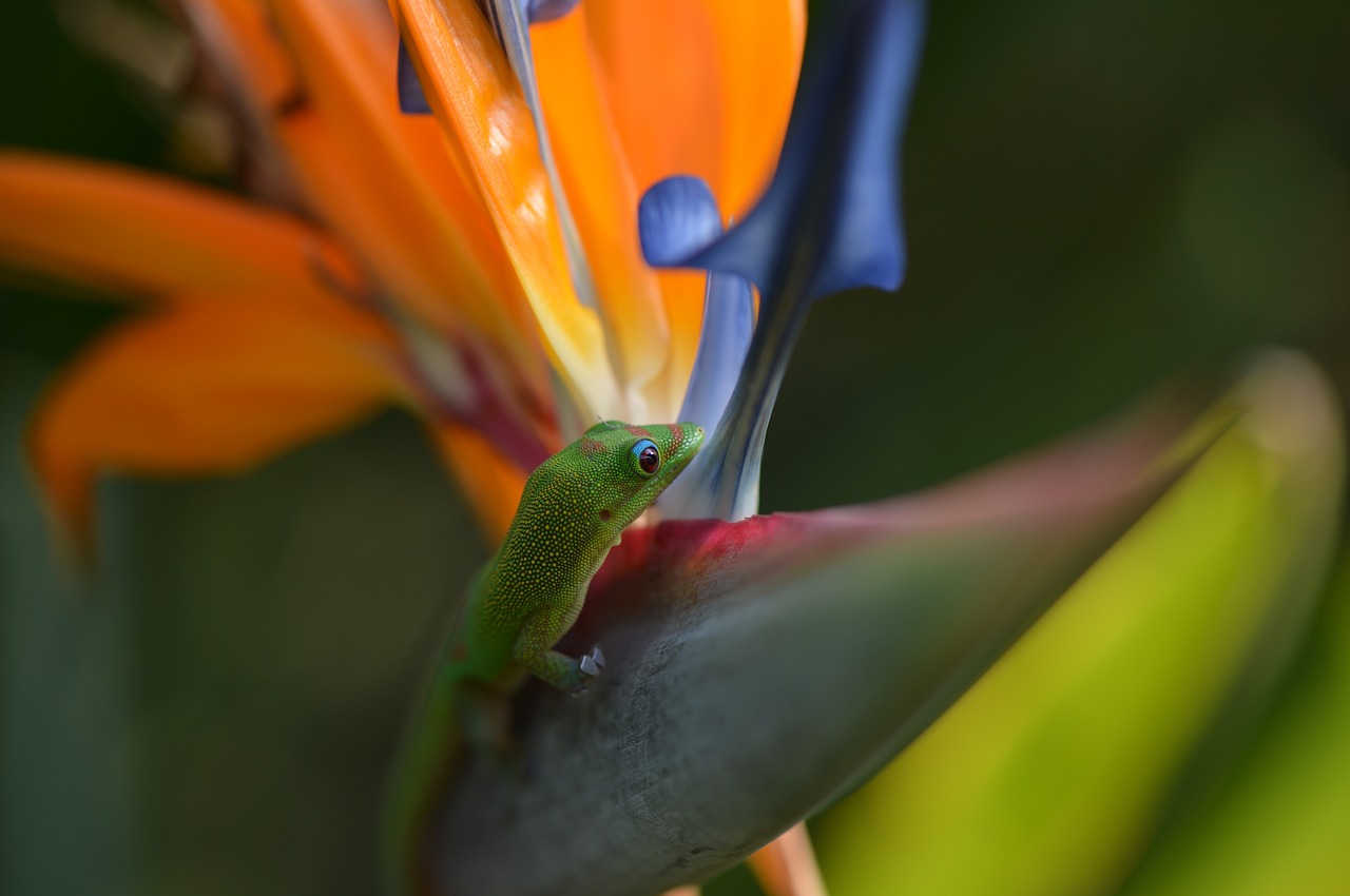 Image - gecko bird of paradise tropical