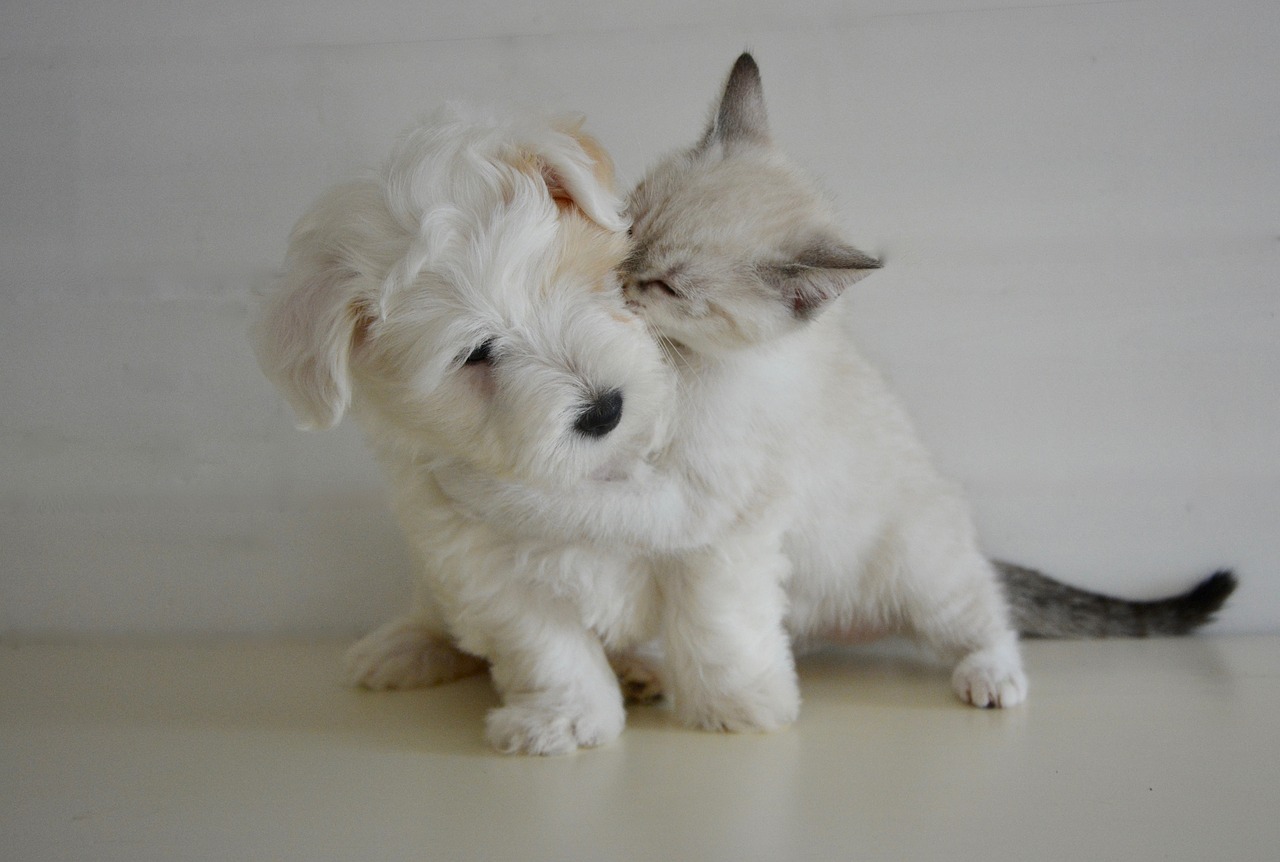 Image - kiss kisses puppy kitten dog cat