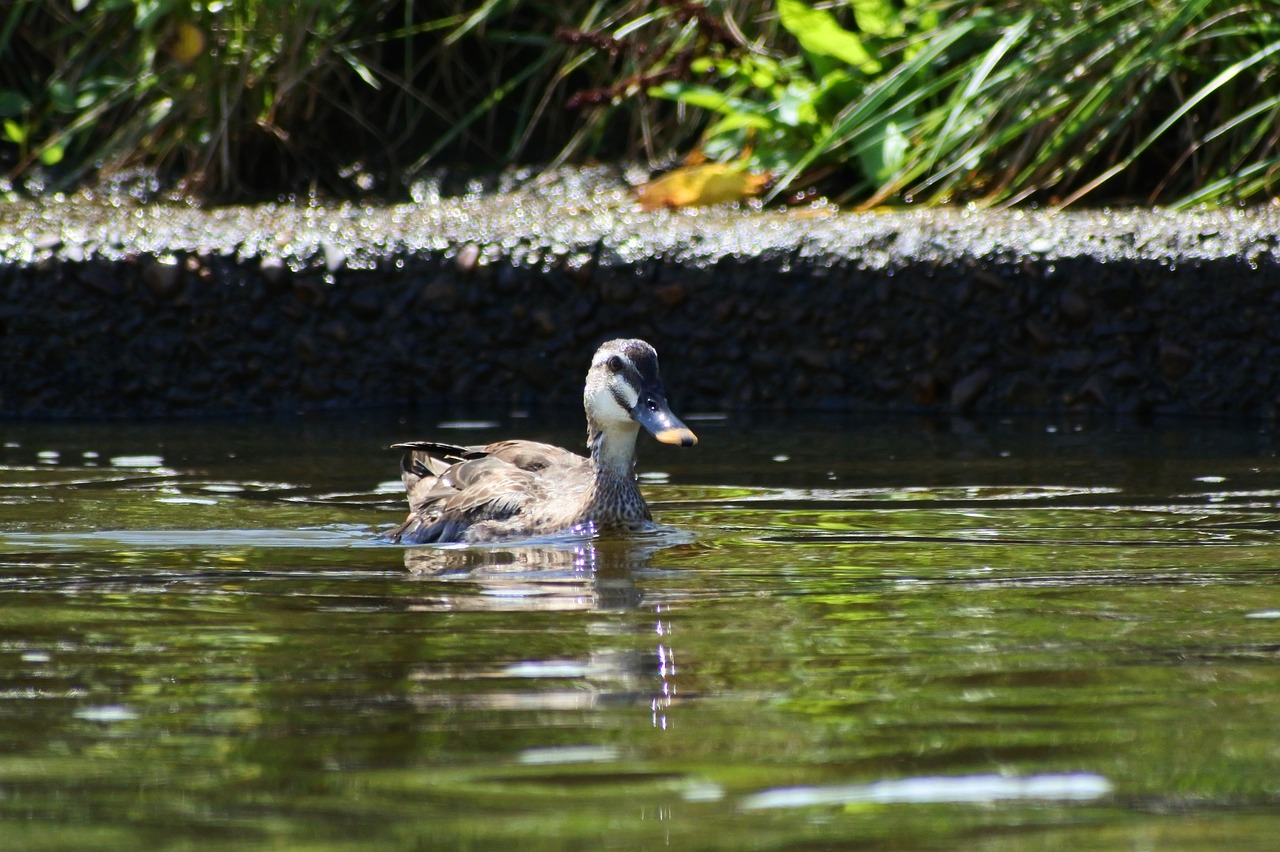 Image - animal river waterside wild birds