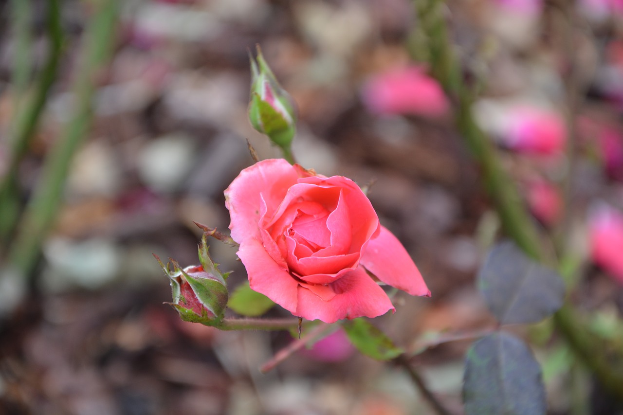 Image - pink rosebush color pink thorny