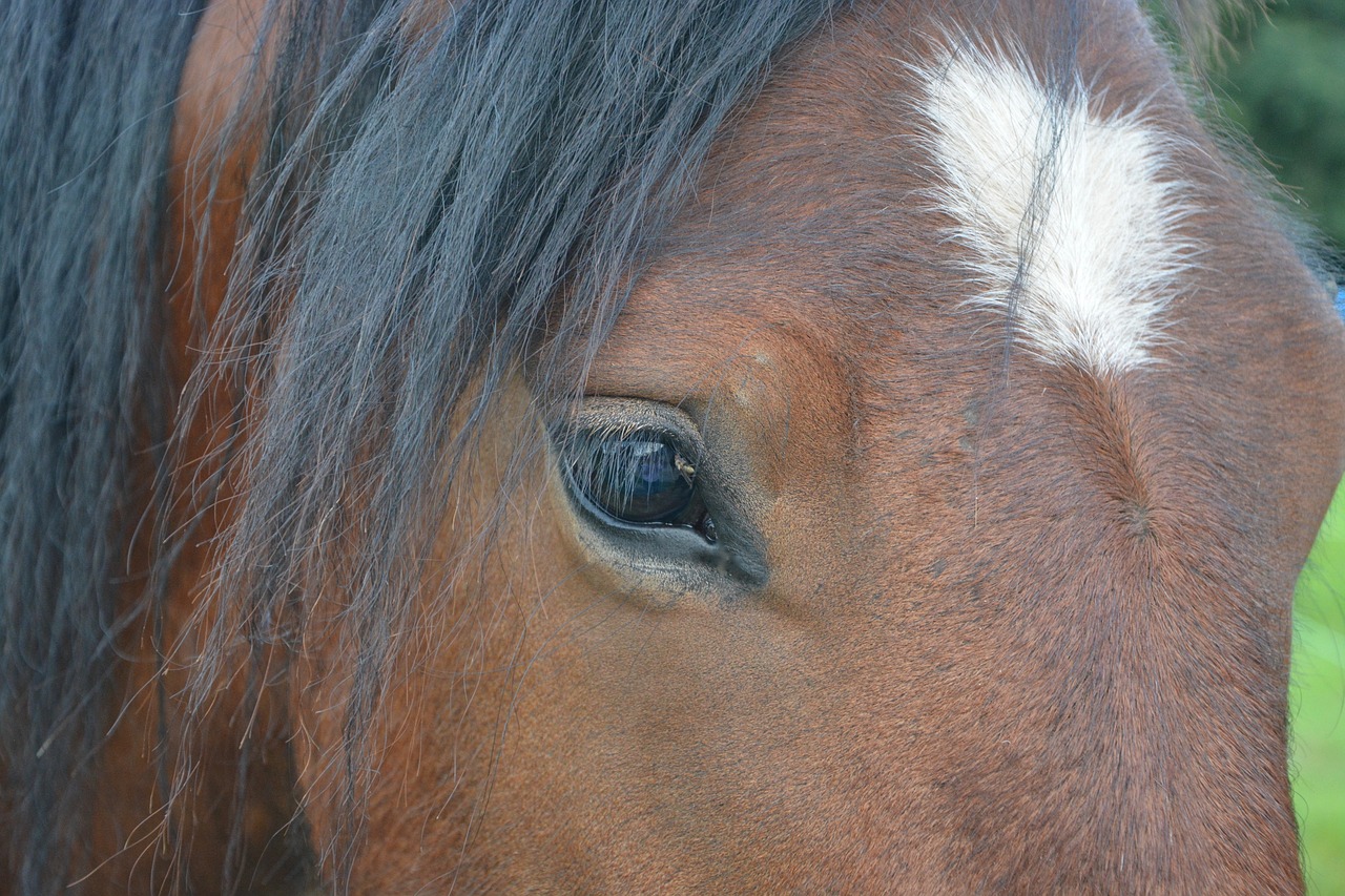 Image - horse eye horse eye look animal