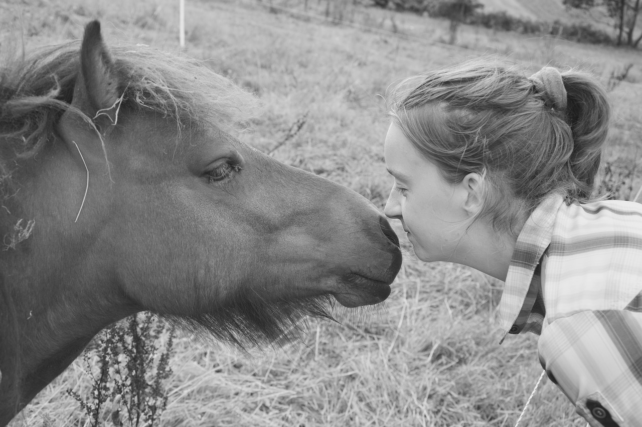 Image - pony shetland photo black white