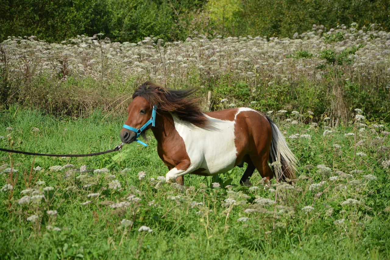 Image - shetland pony run horse brown white