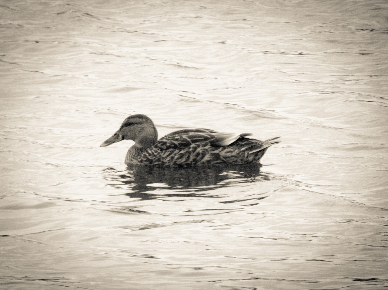 Image - duck water split toning