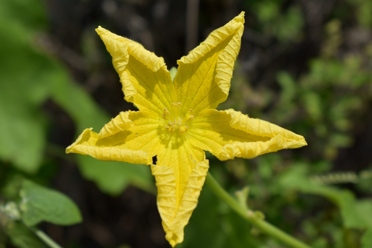 Image - ridge gourd flower yellow flower
