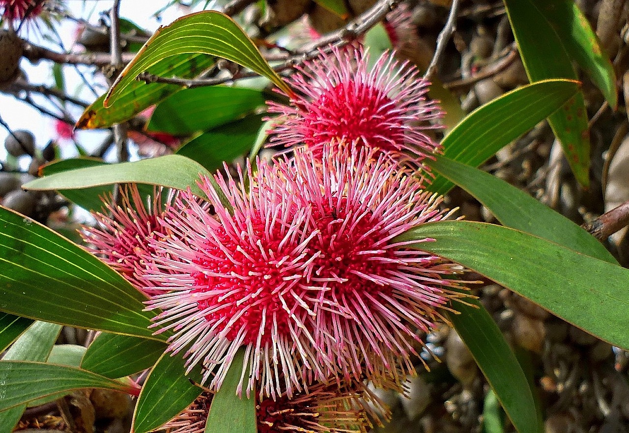Image - hakea laurina flora nature