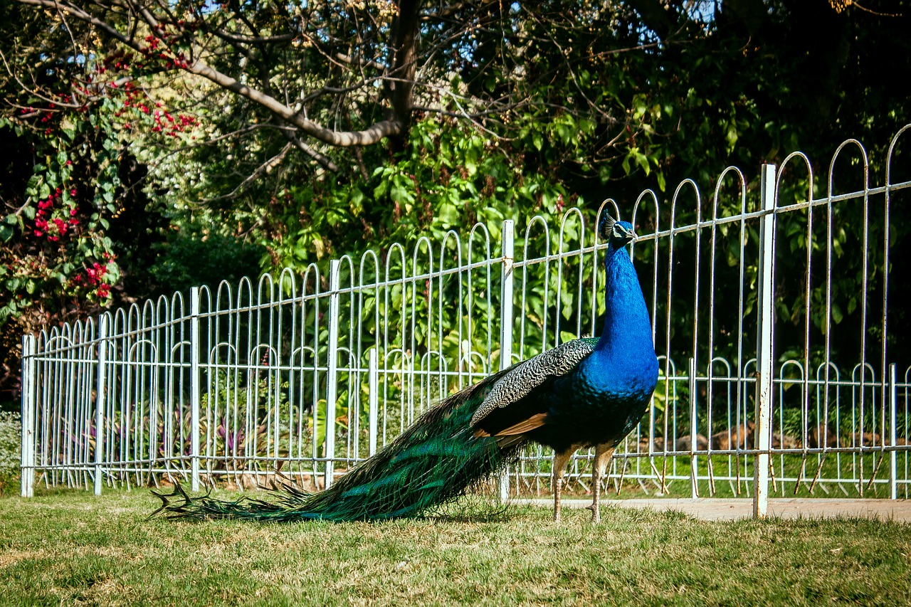 Image - peacock peafowl bird colorful