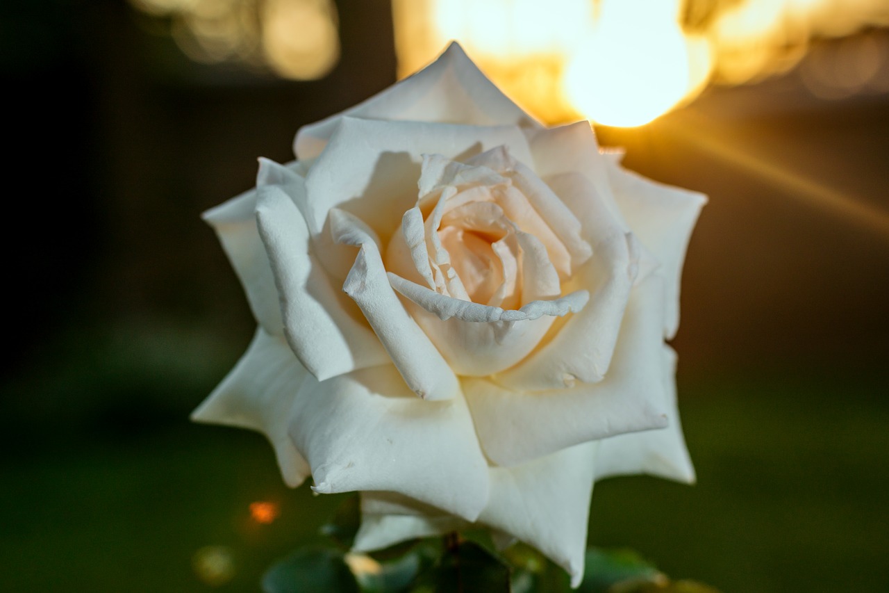 Image - rose sunset rose white rose nature