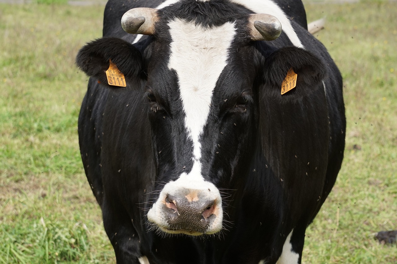 Image - cow lawn flies