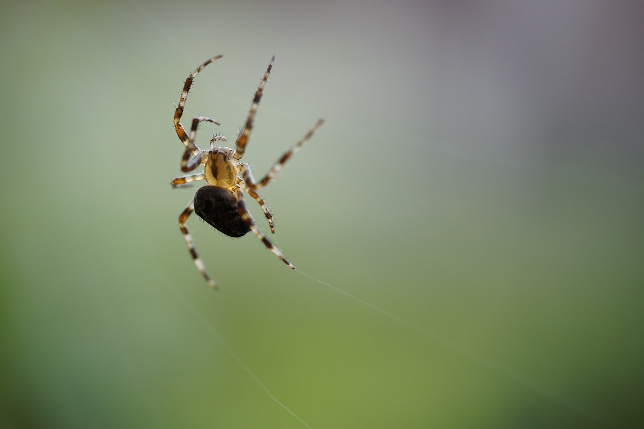 Image - spin garden spider macro