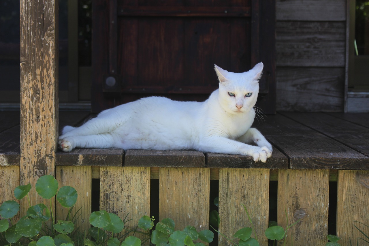 Image - cat the white temple