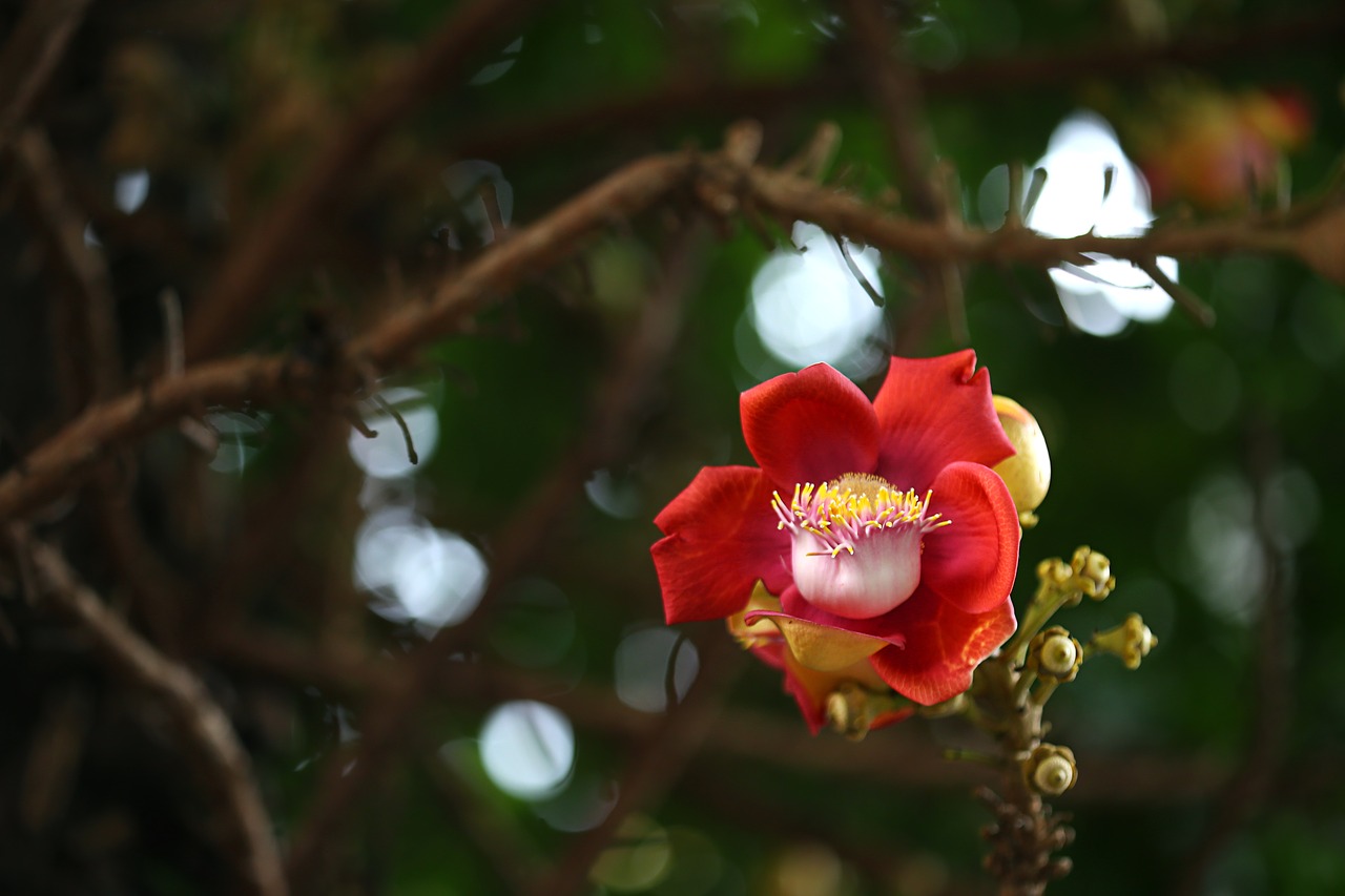 Image - flower tree asia botany brazil nut