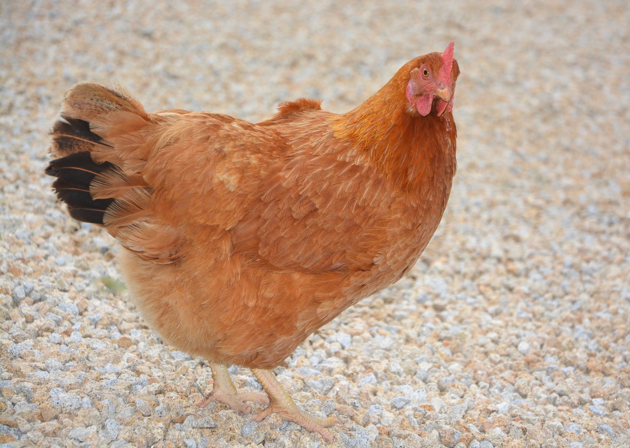 Image - red hen laying hen rousse animal