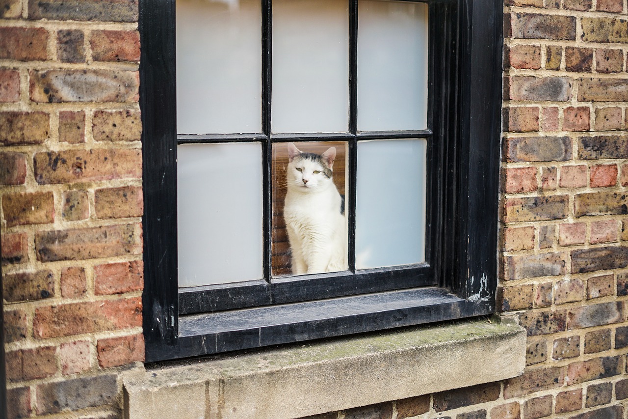 Image - cat london brick windows