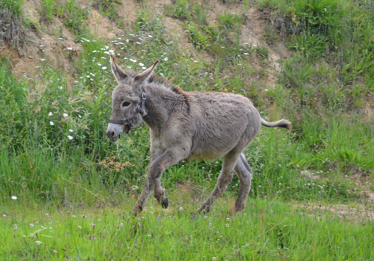 Image - donkey colt run donkey runs nature