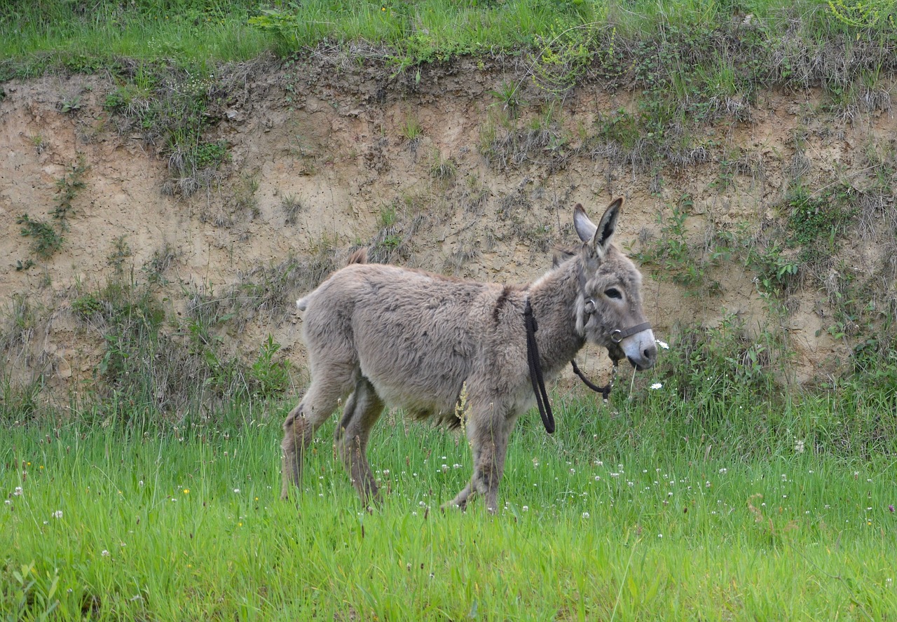 Image - colt donkey young ass animal