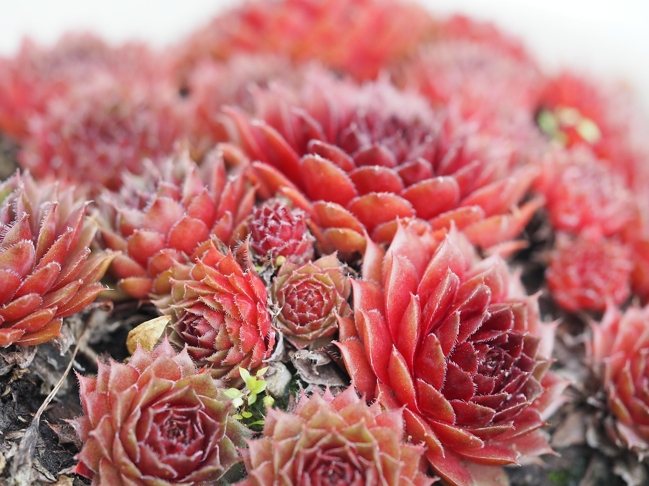 Image - cactus blossom bloom plant