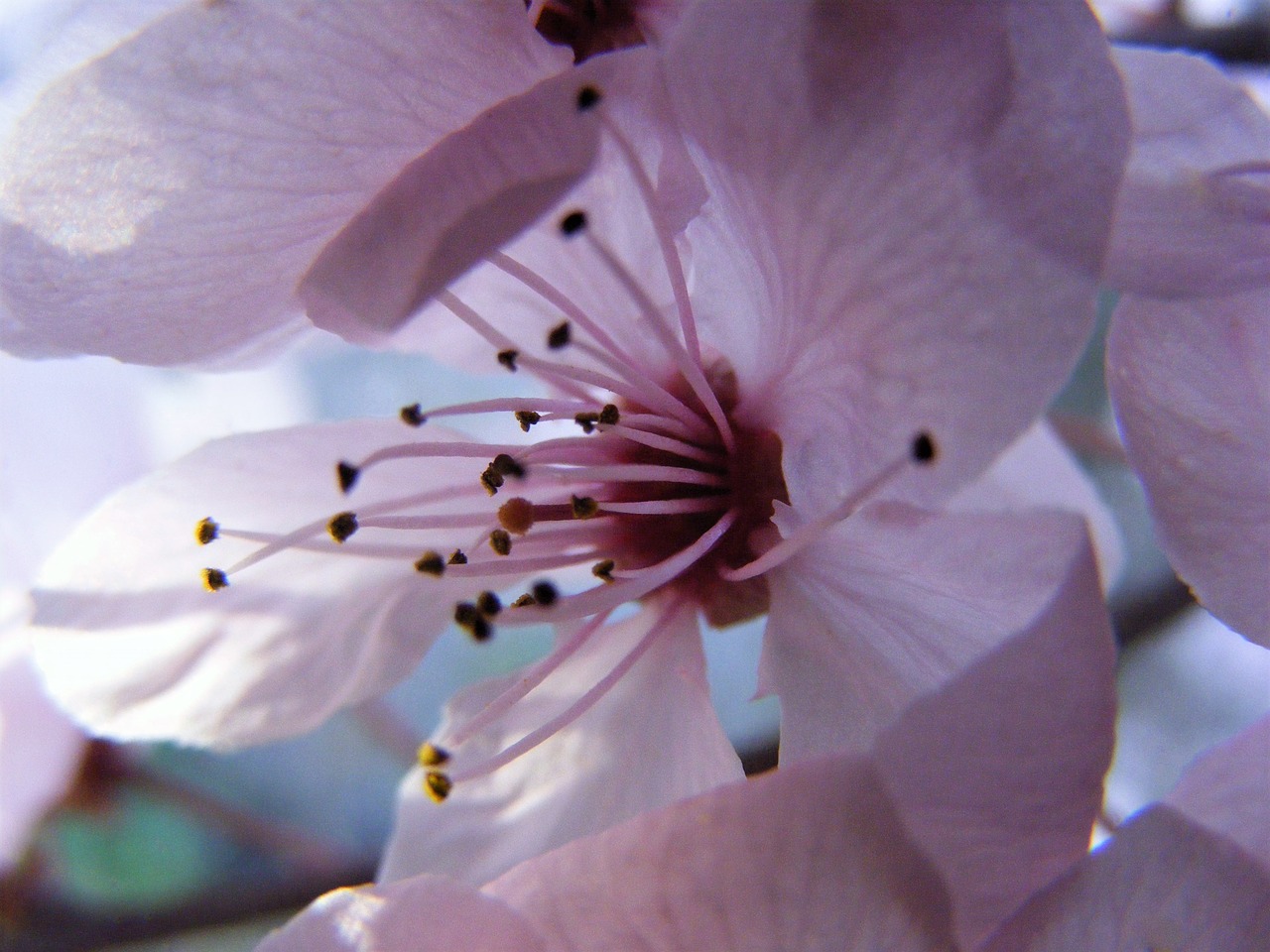 Image - spring cherry blossom blush pink