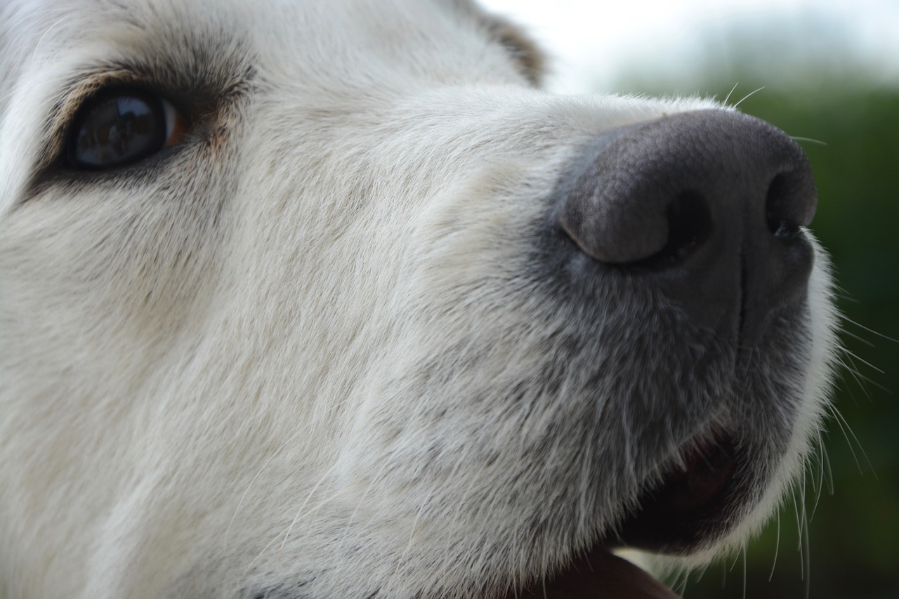 Image - dog bitch portrait eye truffle