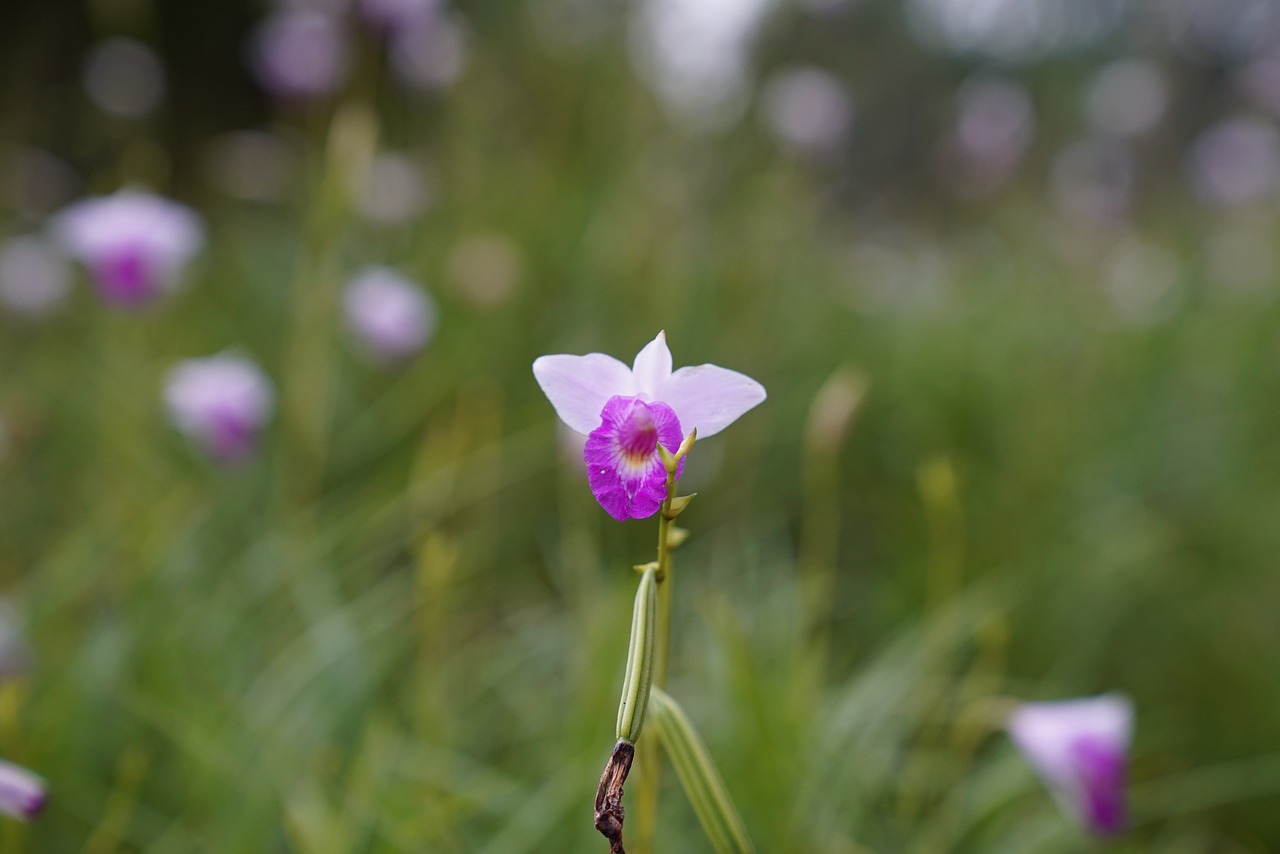 Image - dwarf orchids tropical floral