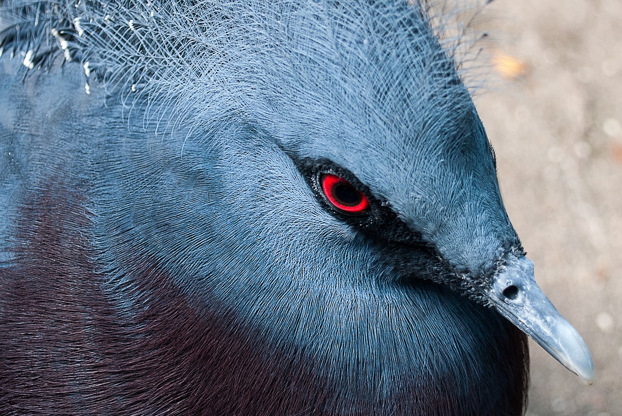 Image - victoria crown pigeon fan deaf