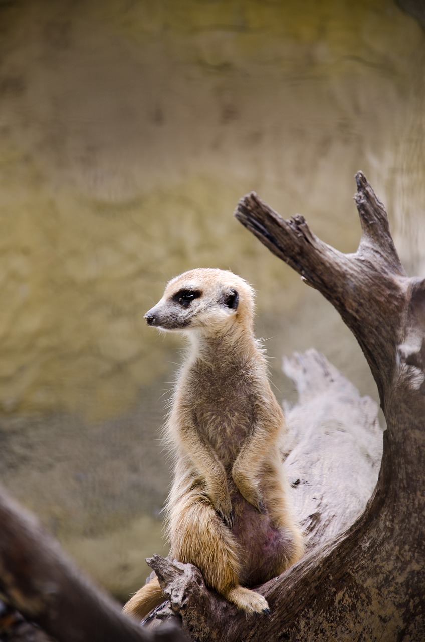 Image - gophers nature animal cute rodent