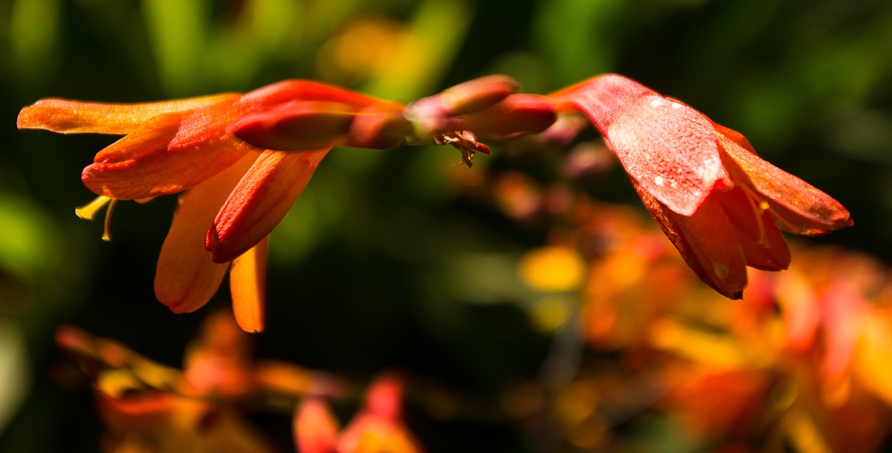 Image - garden crocisma nature