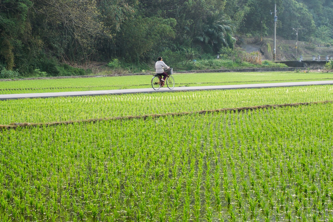 Image - bicycle field rice chinese paddy