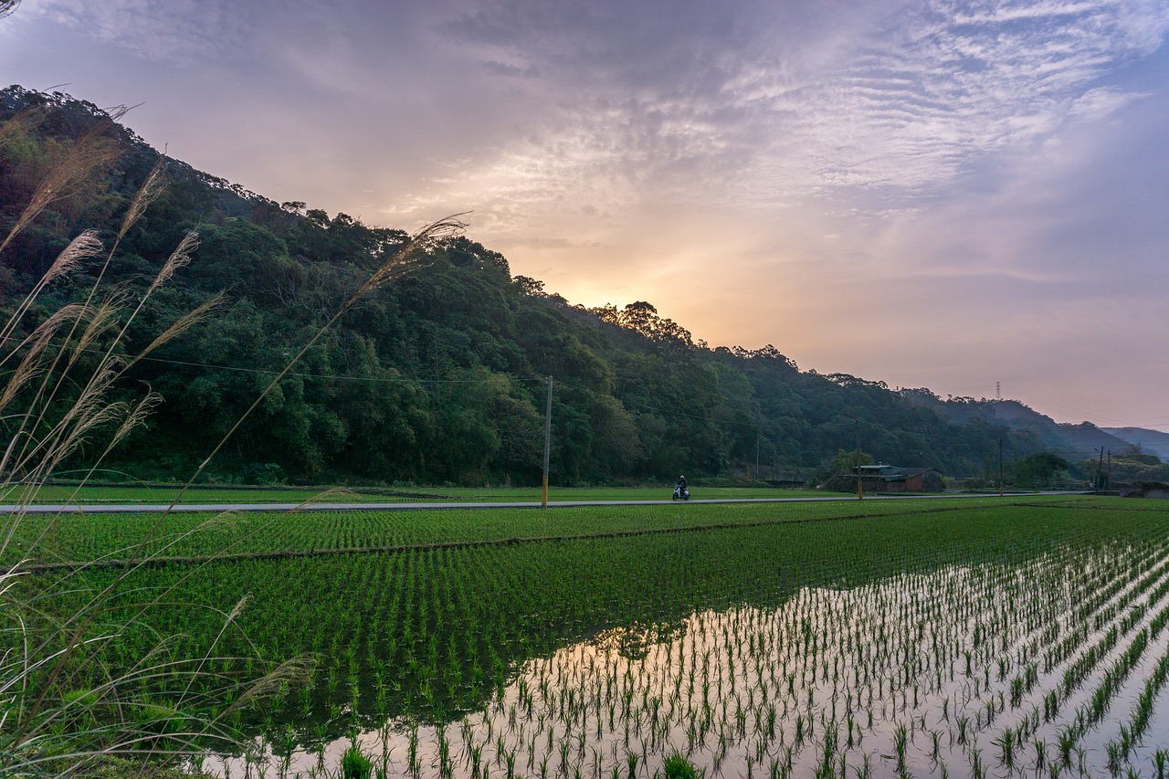 Image - bicycle field rice chinese paddy