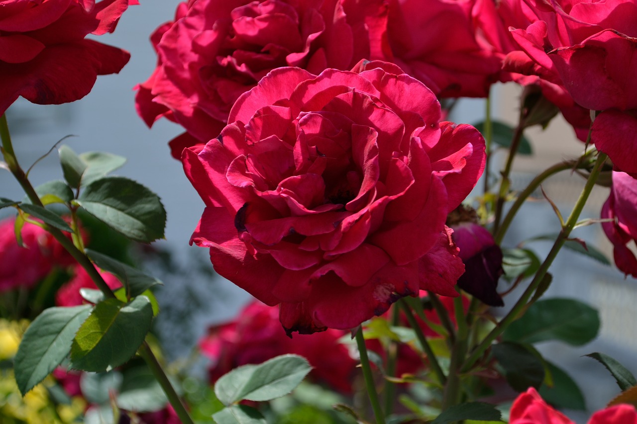 Image - flowers red flowers beautiful