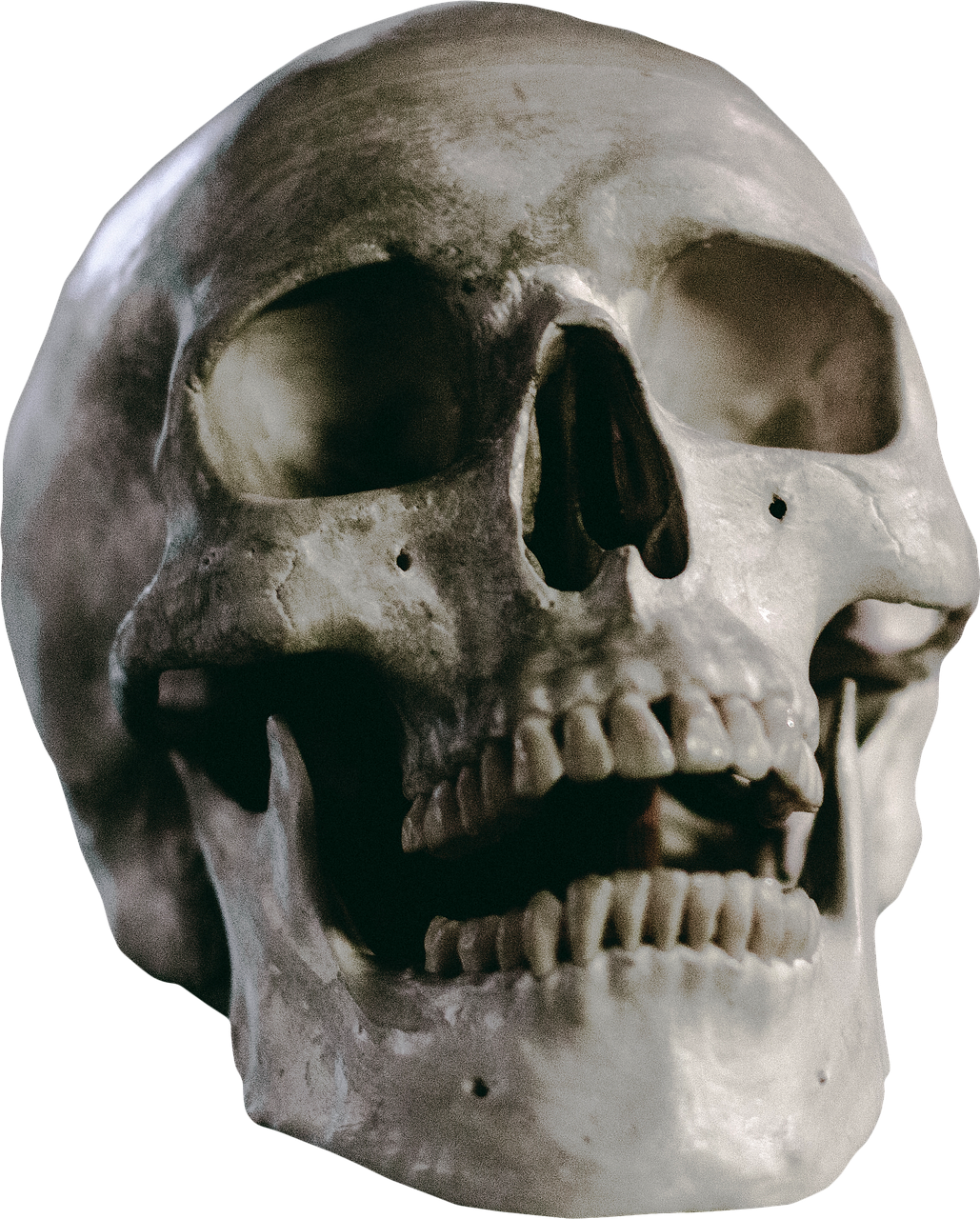 Image - skull skeleton head death human