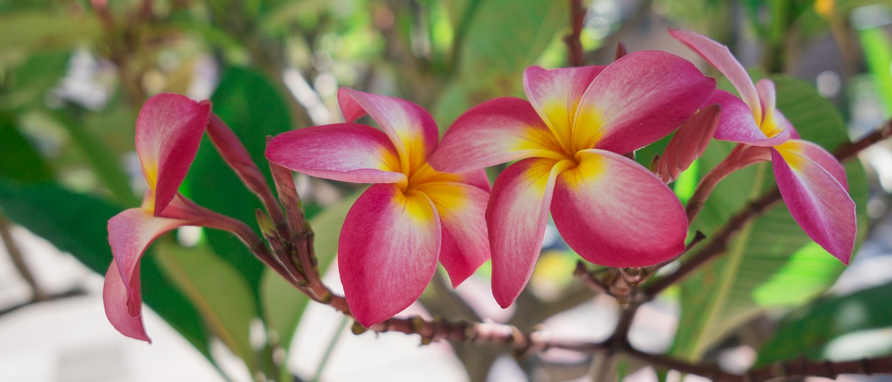 Image - flower chinese plant blossom