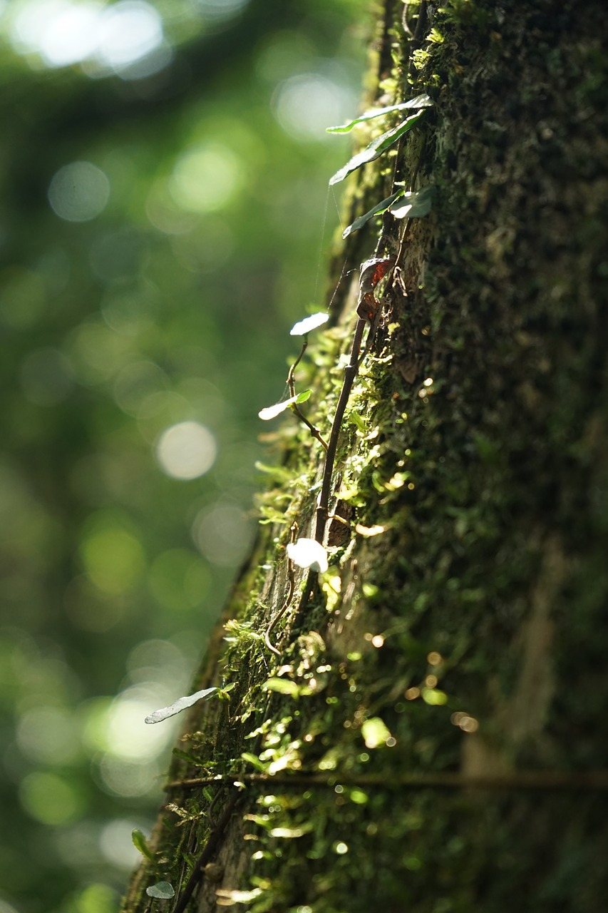 Image - ivy vine leaf nature green