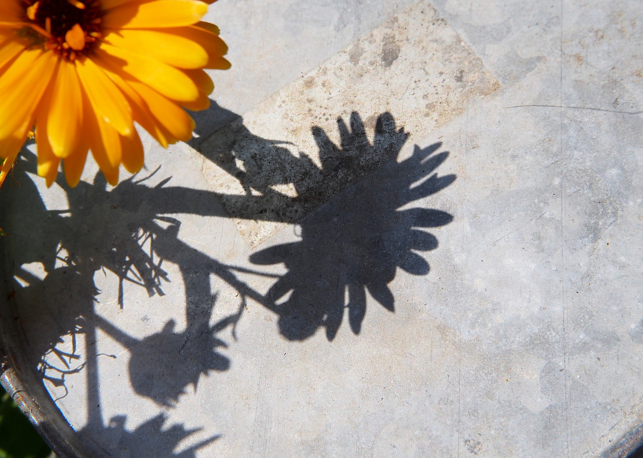 Image - marigold yellow flower flower