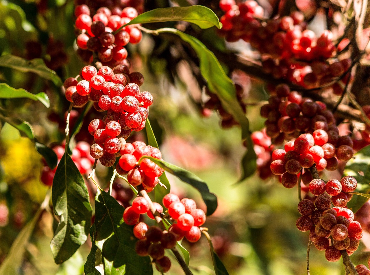 Image - autumn olive japanese silverberry